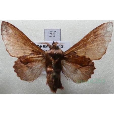 Phyllodesma tremulifolia (Hubner, 1810) male Barczatka osiczanka Czech5f